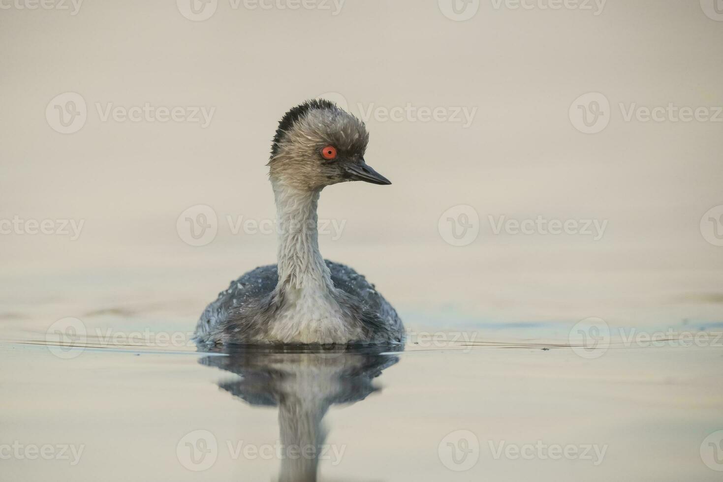 Silvery Grebe in Pampas lagoo environment, Patagonia, Argentina photo