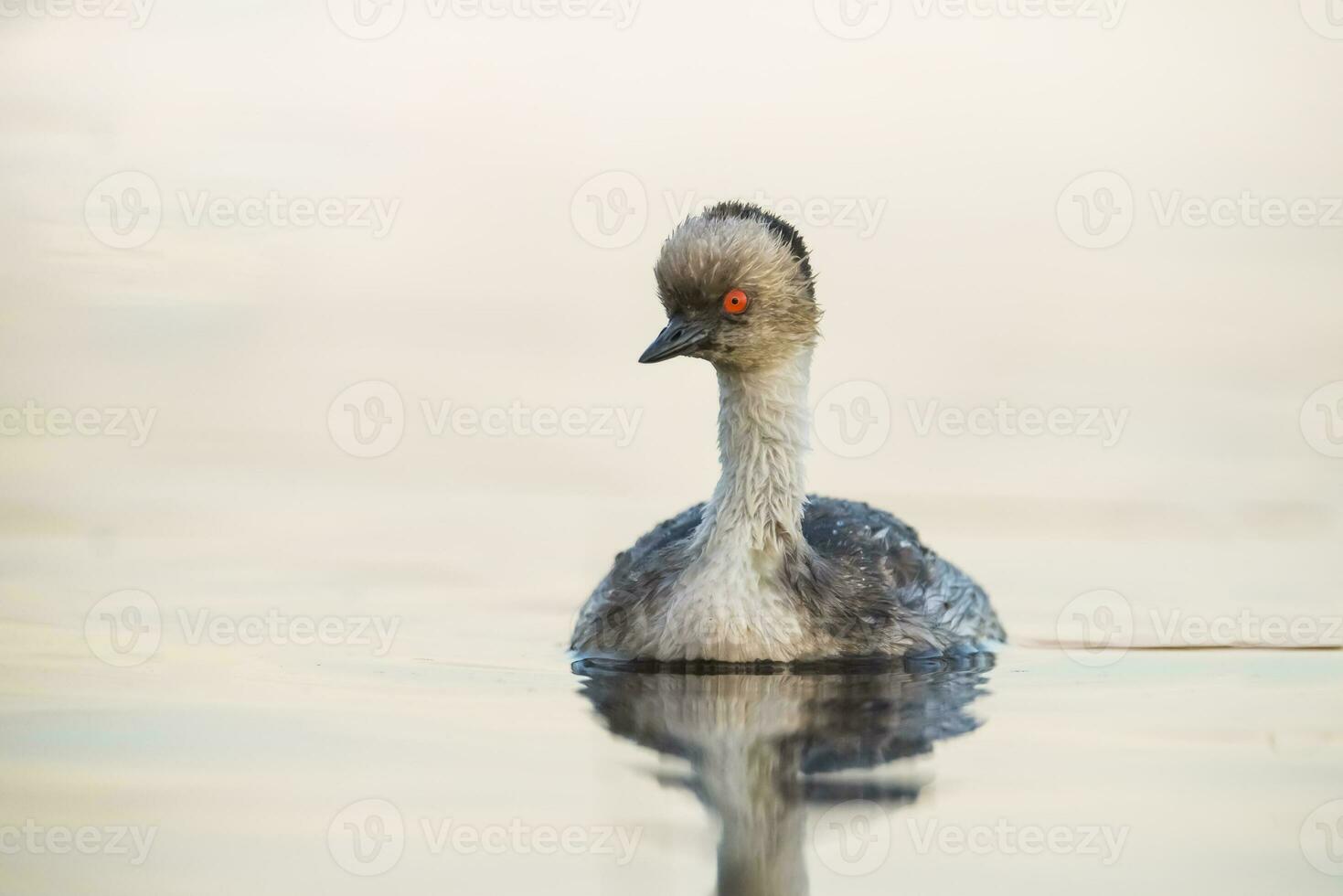 Silvery Grebe in Pampas lagoo environment, Patagonia, Argentina photo