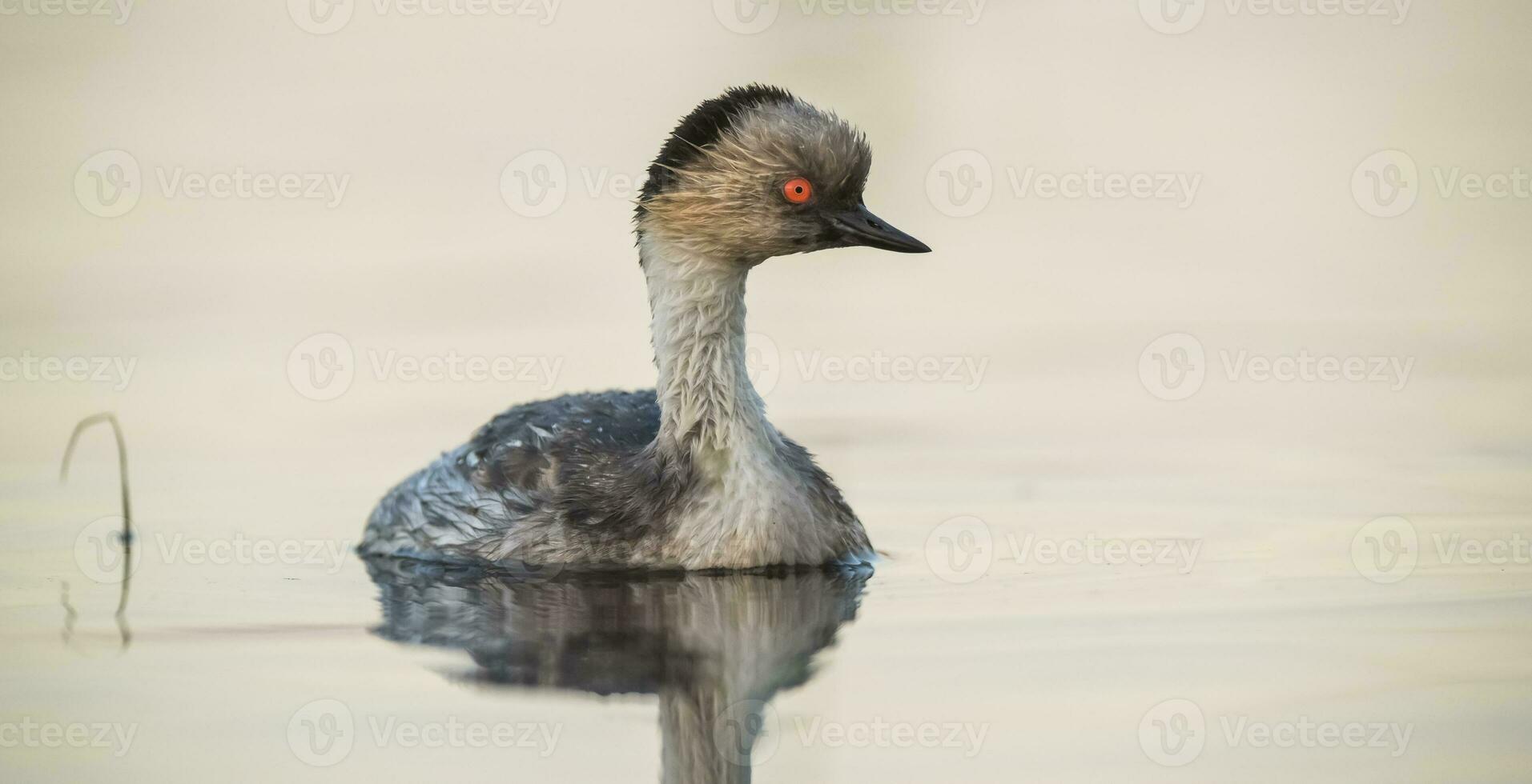 Silvery Grebe in Pampas lagoo environment, Patagonia, Argentina photo