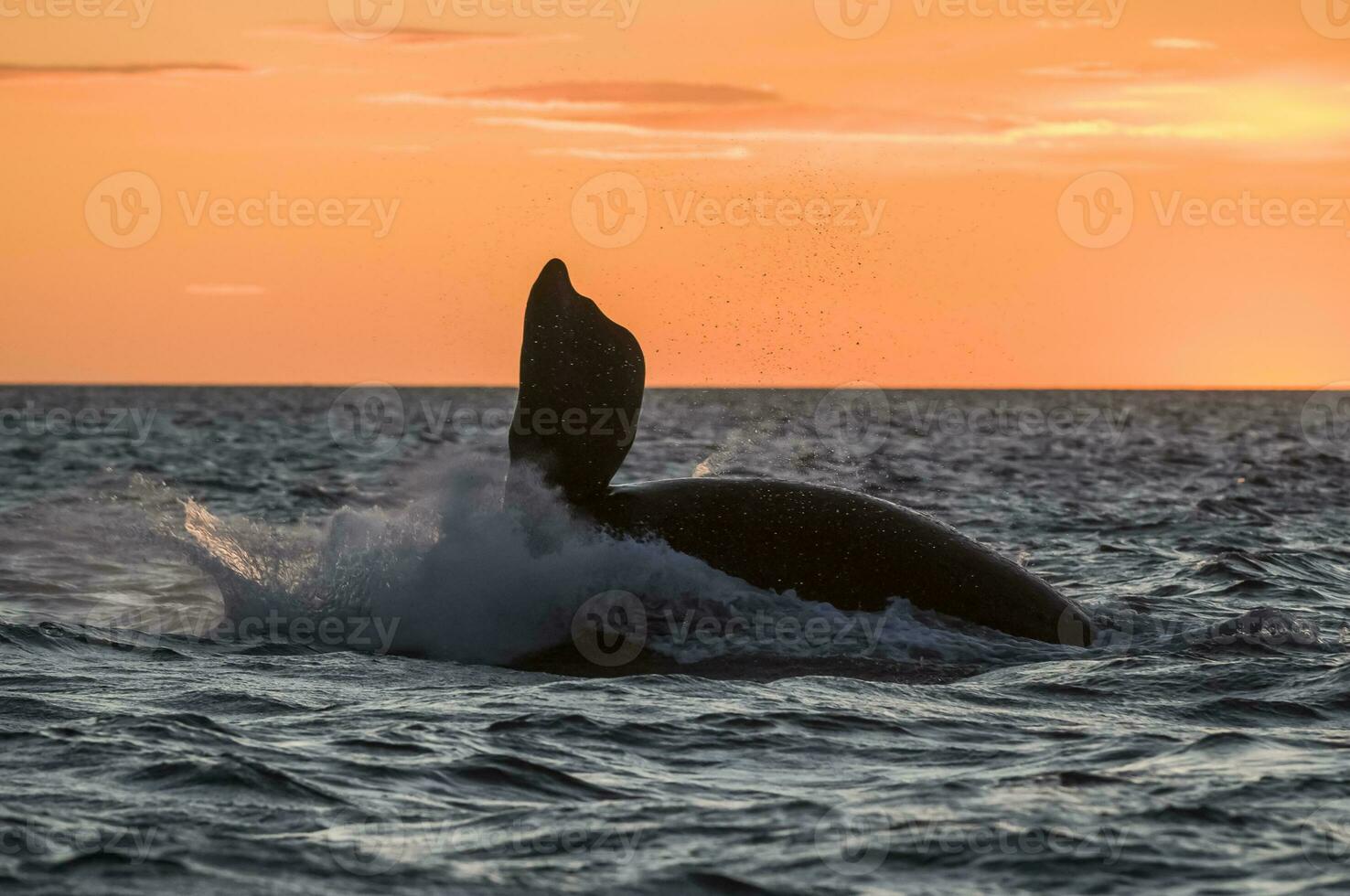 del Sur Derecha ballena saltando , península valdés Patagonia , argentina foto