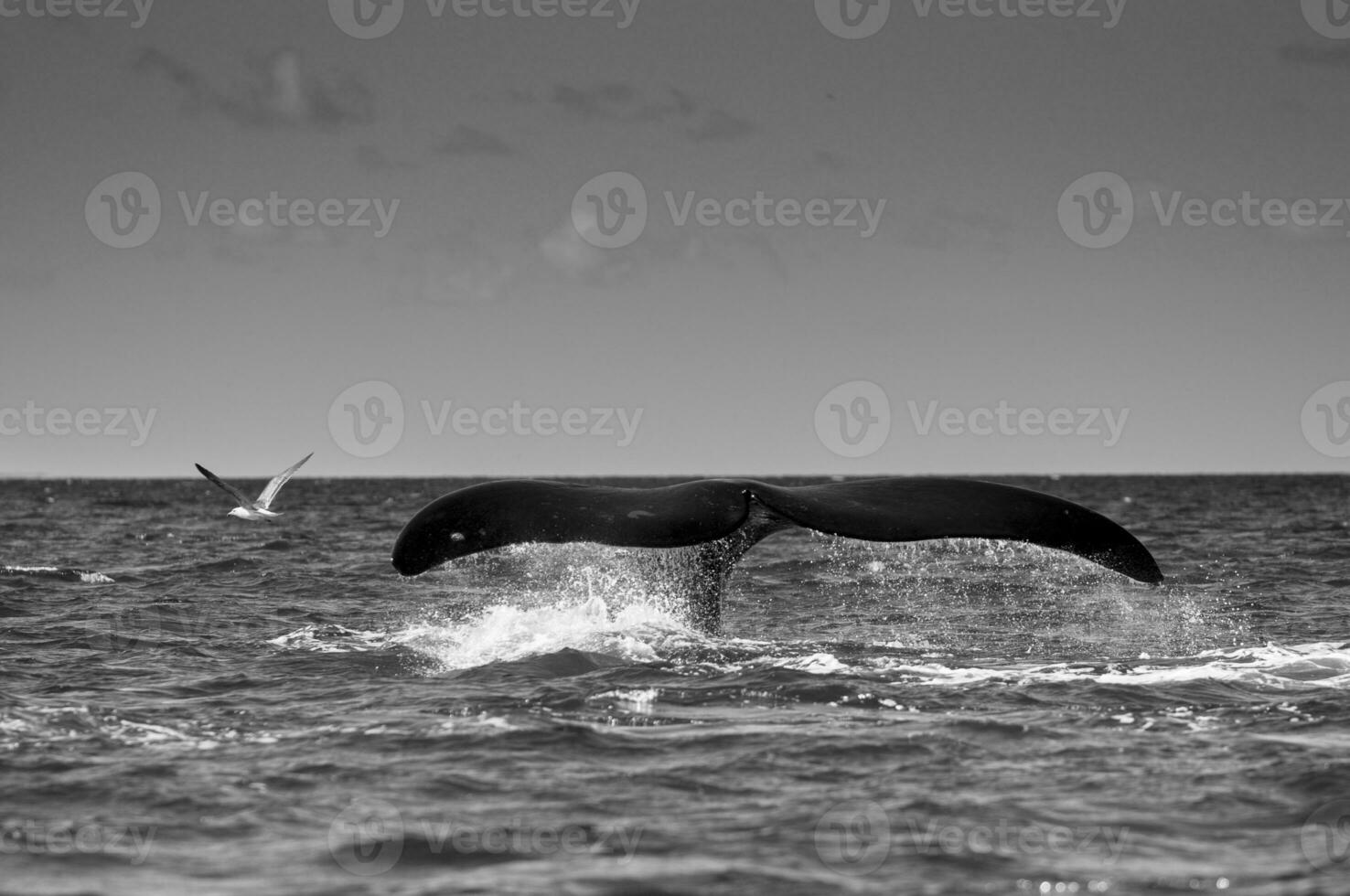 Southern Right whale tail , Peninsula Valdes Patagonia , Argentina photo