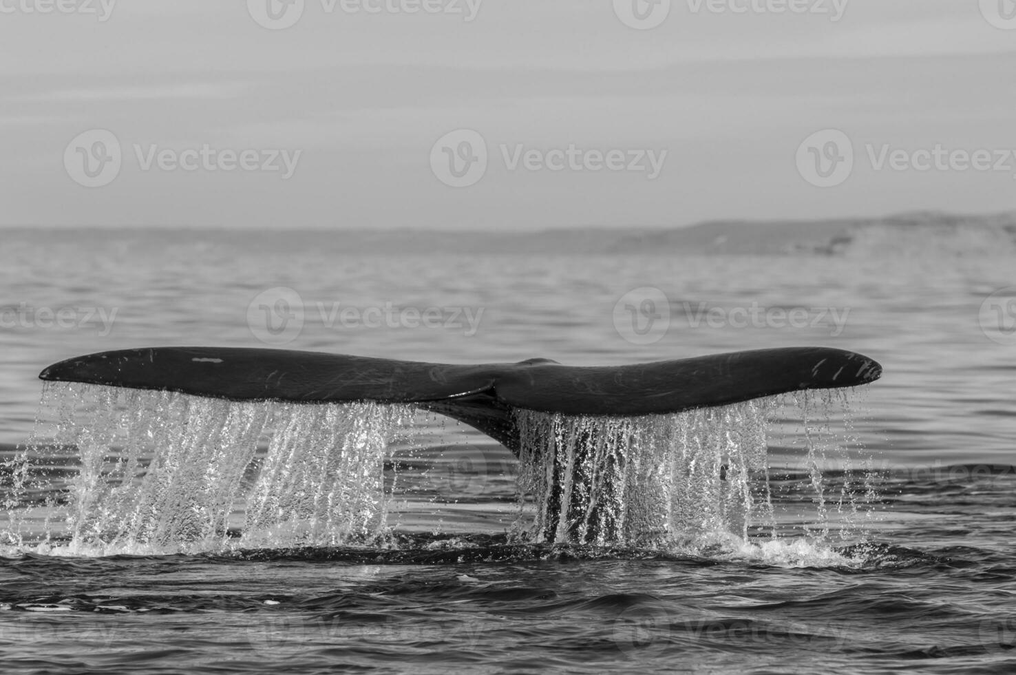 Southern Right whale tail fluke , Peninsula Valdes Patagonia , Argentina photo