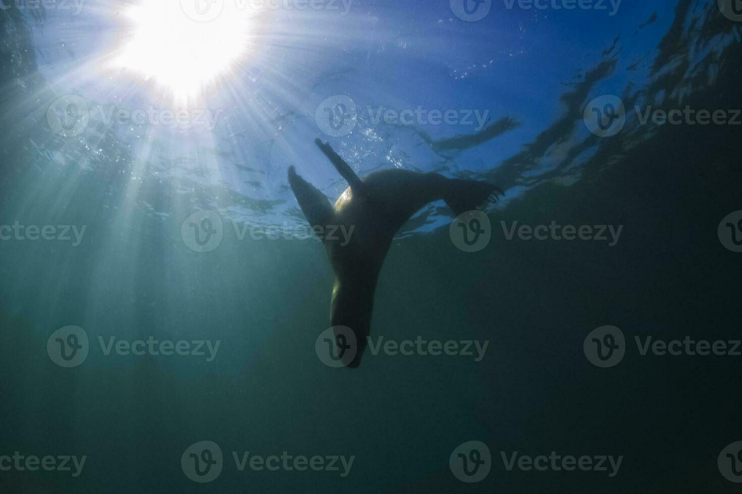 Sea Lion underwater, peninsula Valdes, Patagonia Argentina. photo