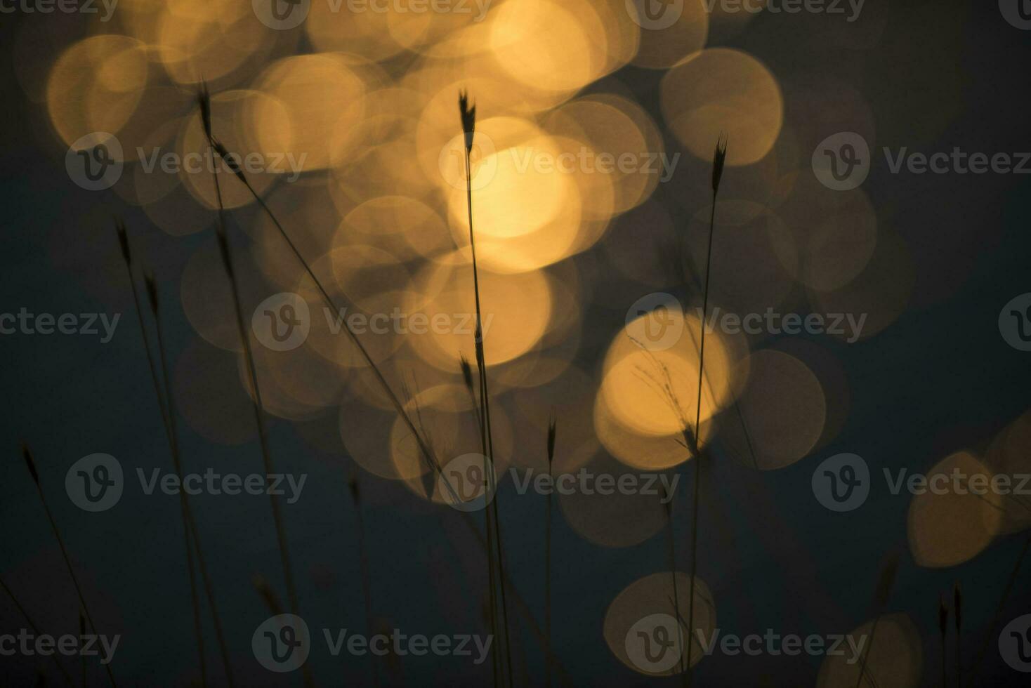 Grass, abstract, background photo