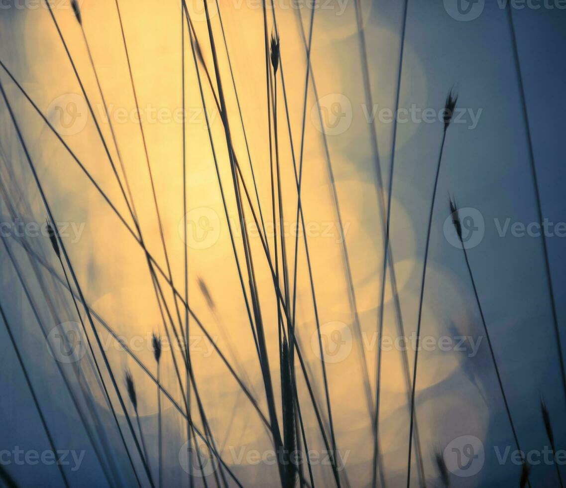 Pampas grass landscape at sunset, La Pampa Province,  Argentina photo