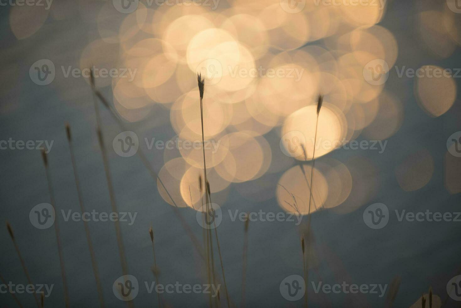 Grass, abstract, background photo