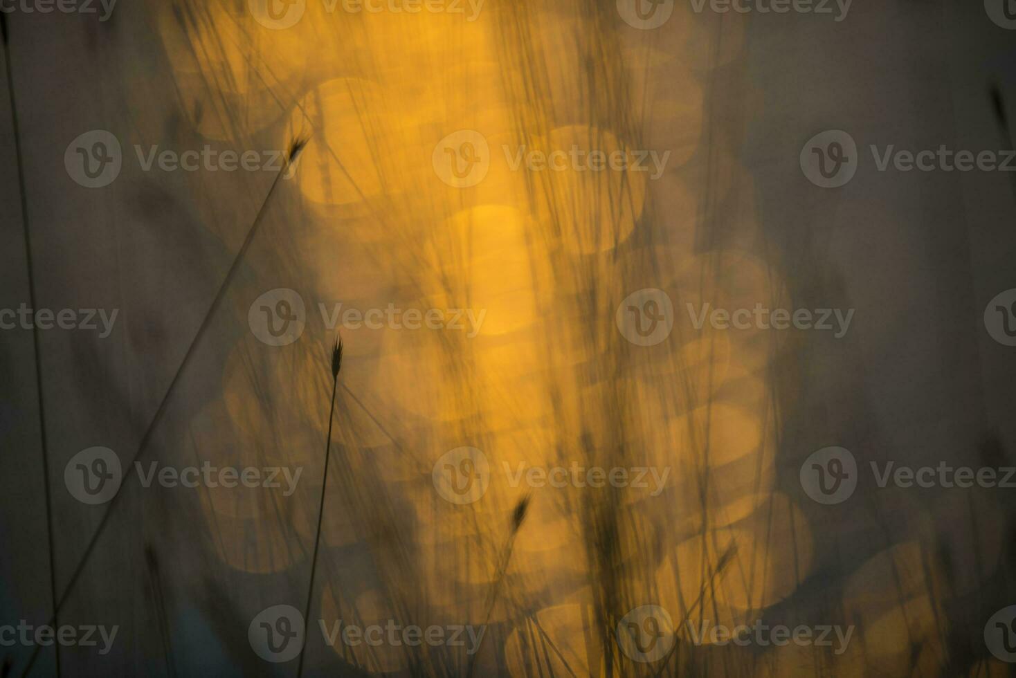 Grass, abstract, background photo