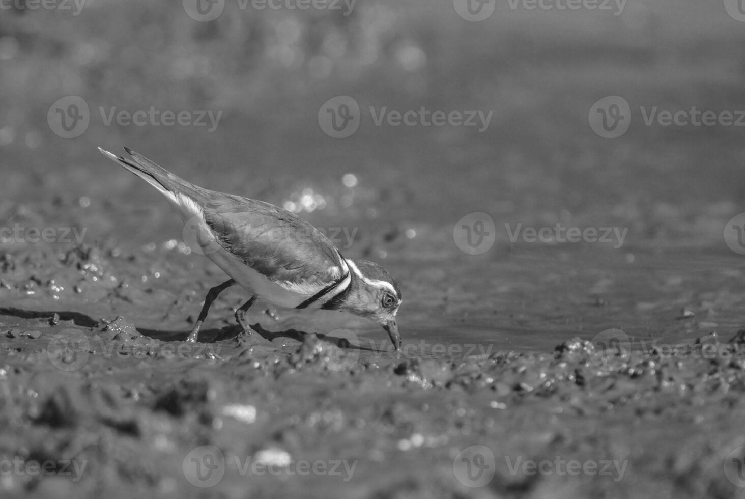 Three banded plover, Africa photo