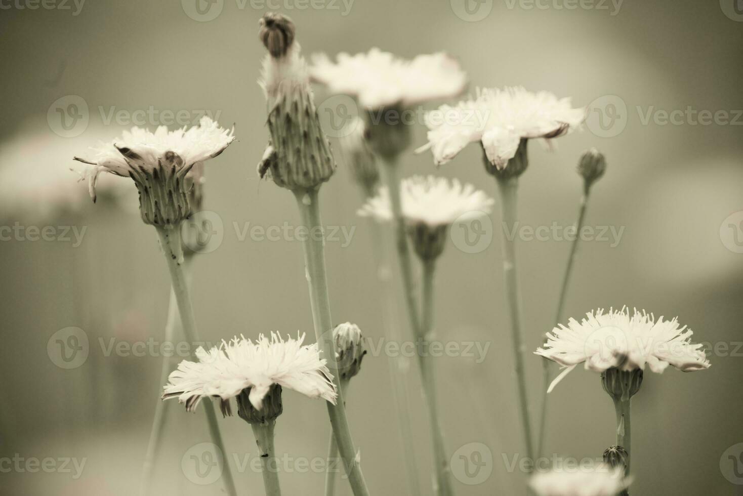 Flowery landscape in vintage color effect photo