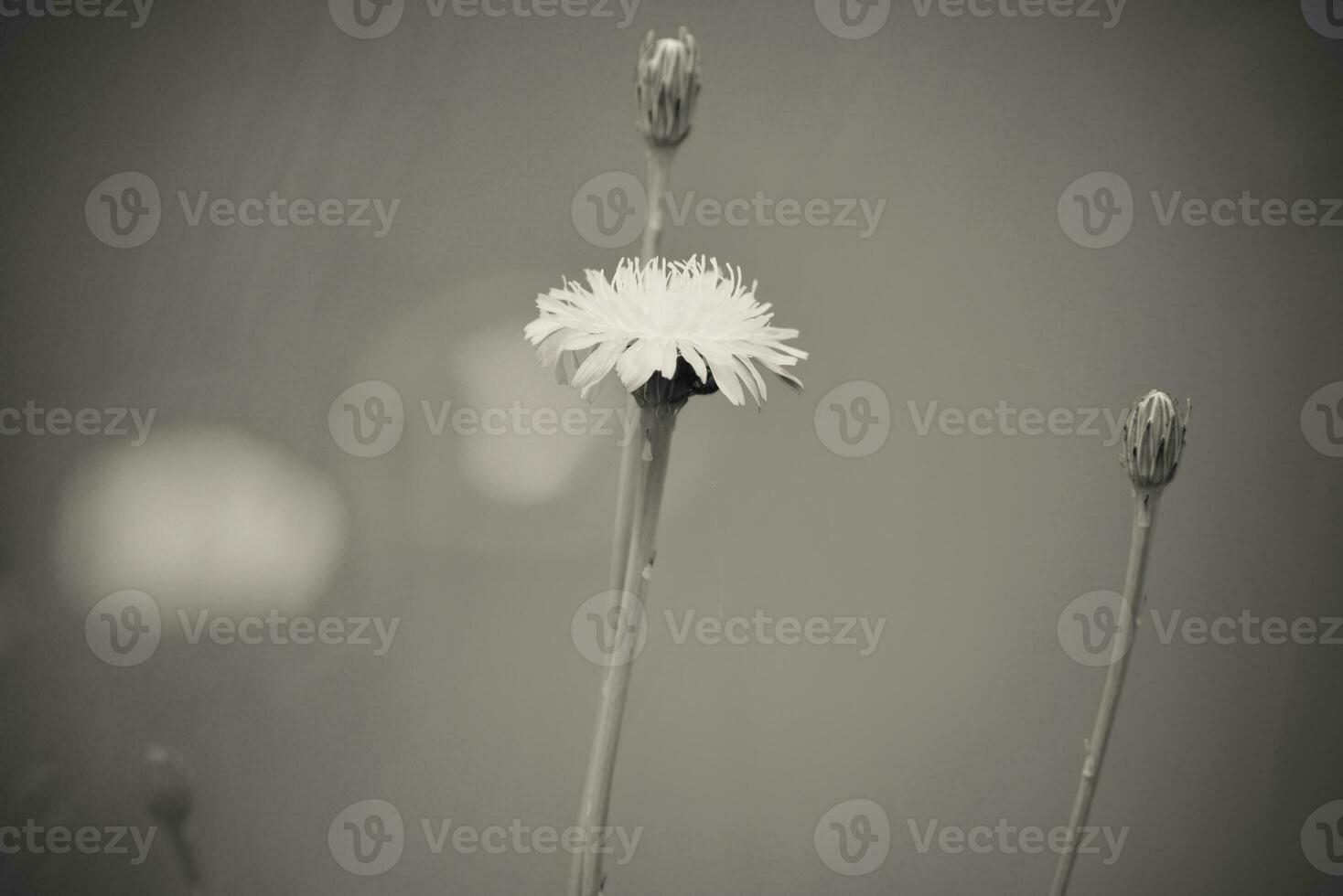 Flowery landscape in vintage color effect photo