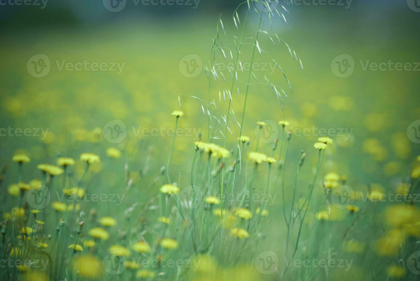 Flowery landscape in vintage color effect photo