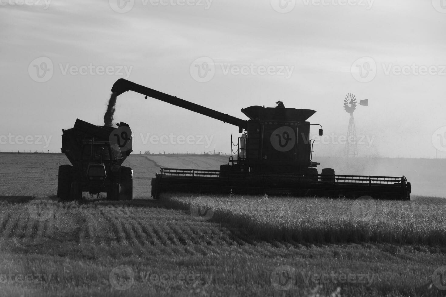 Harvester machine, harvesting in the Argentine countryside, Buenos Aires province, Argentina. photo