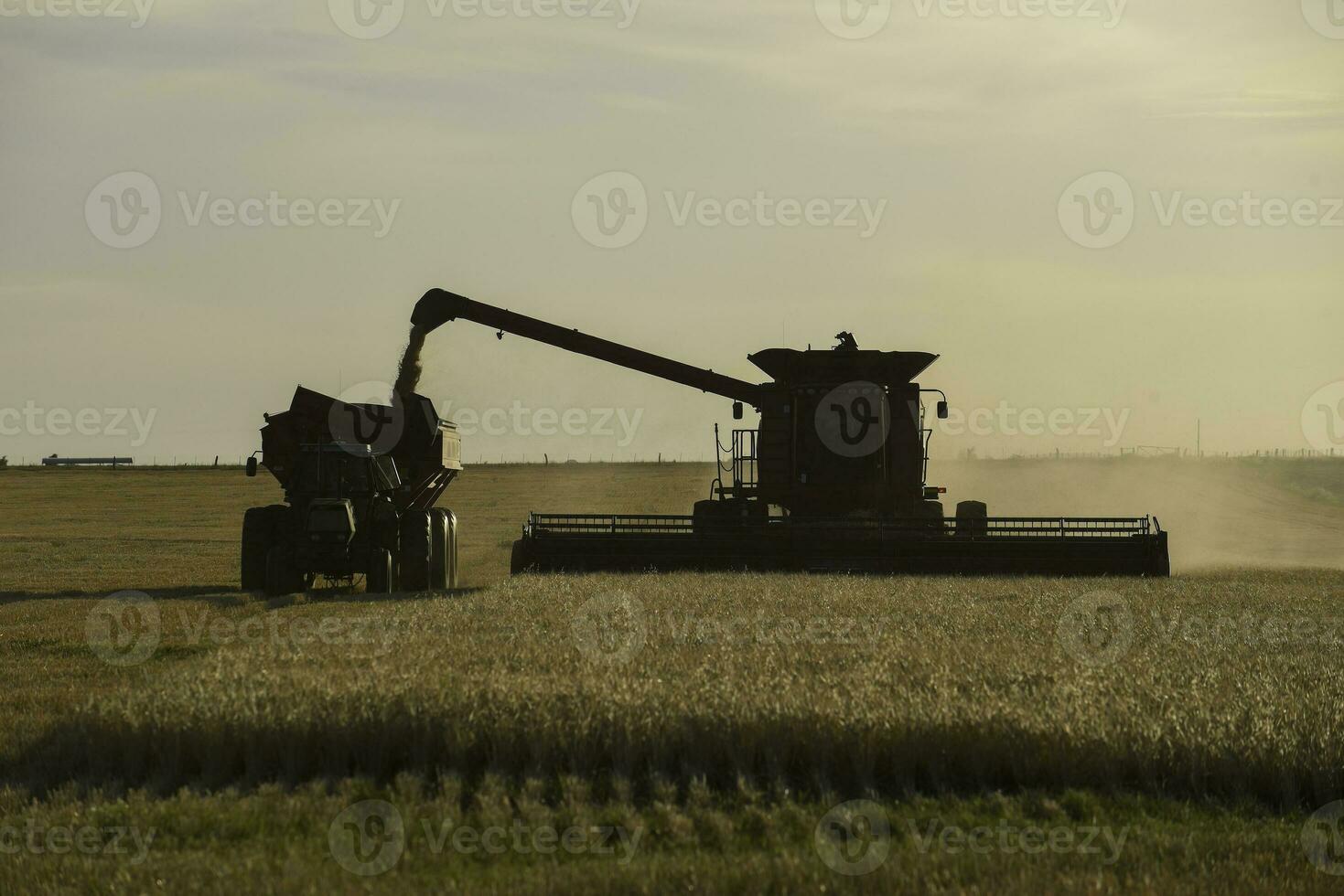 segador máquina, cosecha en el argentino campo, buenos aires provincia, argentina. foto