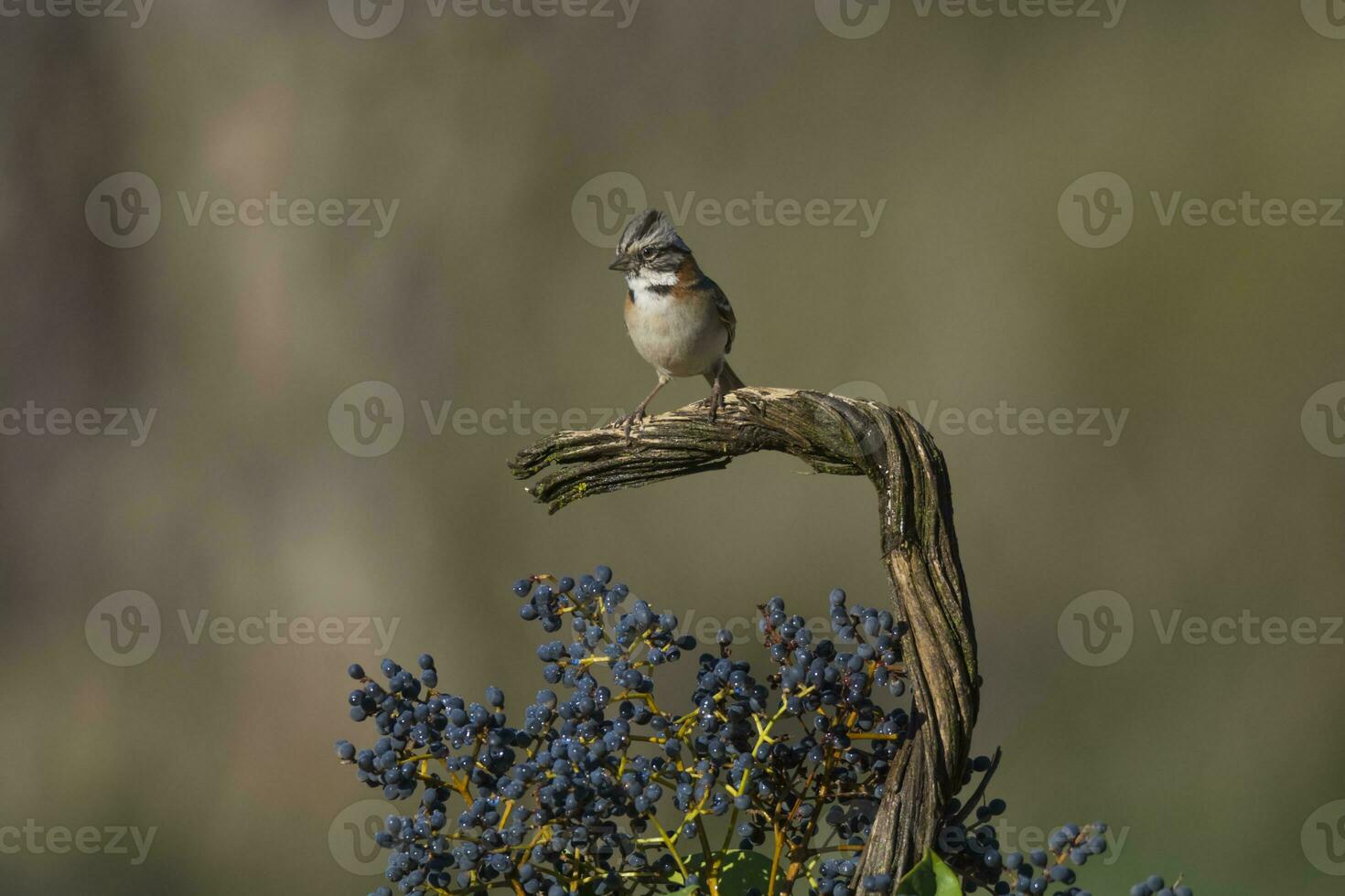 Rufous collared Sparrow, Pampas, Patagonia, Argentina photo
