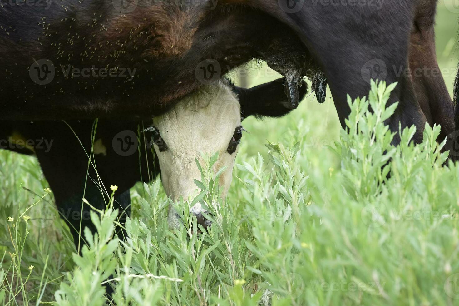 Cattle and  calf sucking, Argentine countryside,La Pampa Province, Argentina. photo