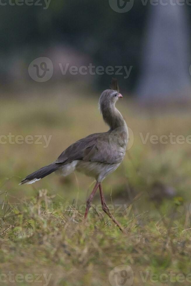 rojo patas seriema, pantanal , Brasil foto