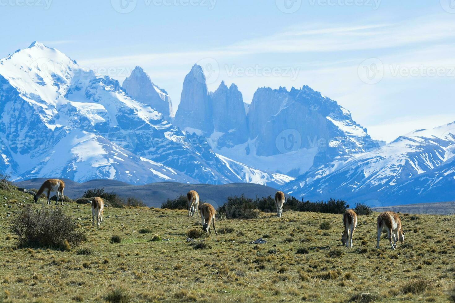 Guanacos grazing,Torres del Paine National Park, Patagonia, Chile. photo