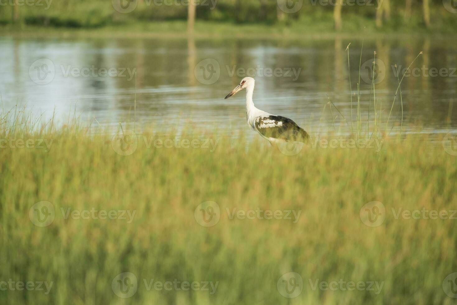 Stork on a lagoon, La Pampa,Argentina photo