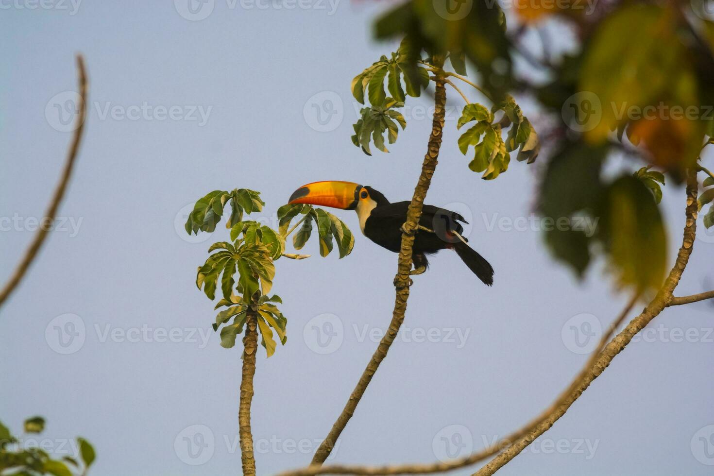 para co tucán, en bosque ambiente,pantanal, Brasil foto