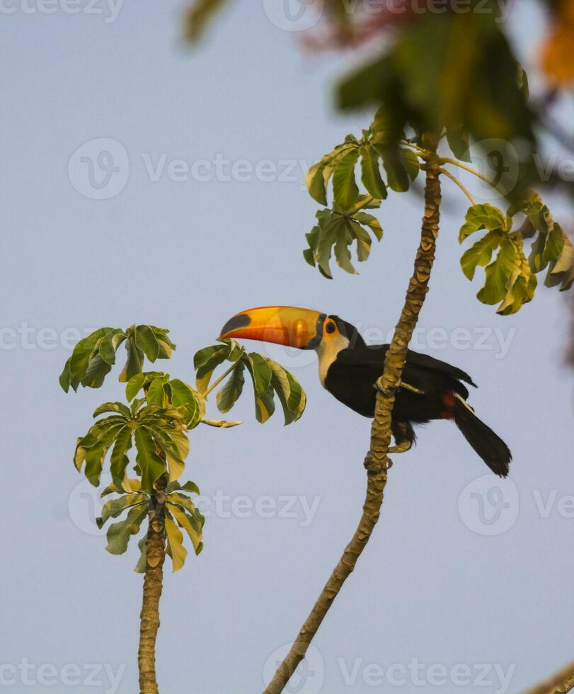 Toco toucan, in forest environment,Pantanal, Brazil photo