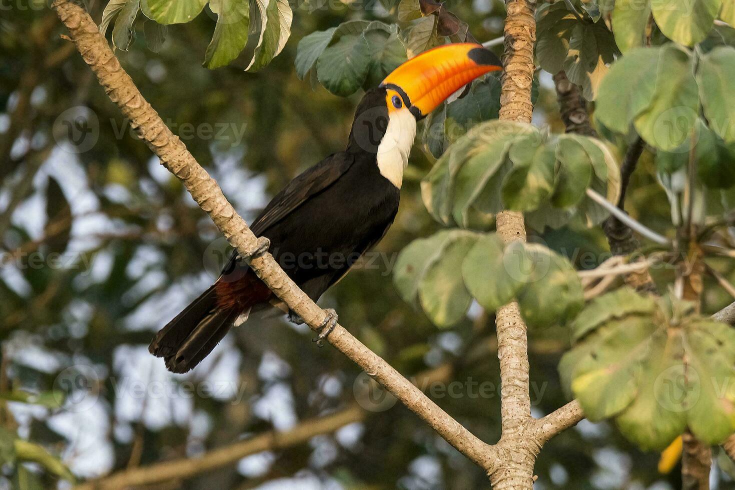 Toco toucan, in forest environment,Pantanal, Brazil photo