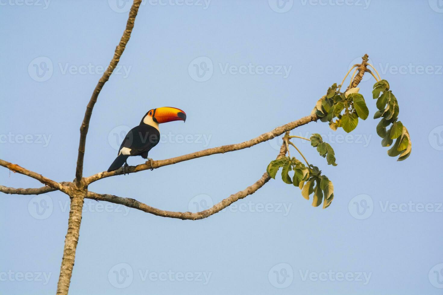 Toco toucan, in forest environment,Pantanal, Brazil photo