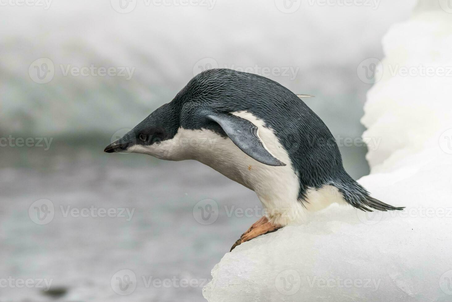 Adelie Penguin, juvenile on ice, Paulet island, Antarctica photo
