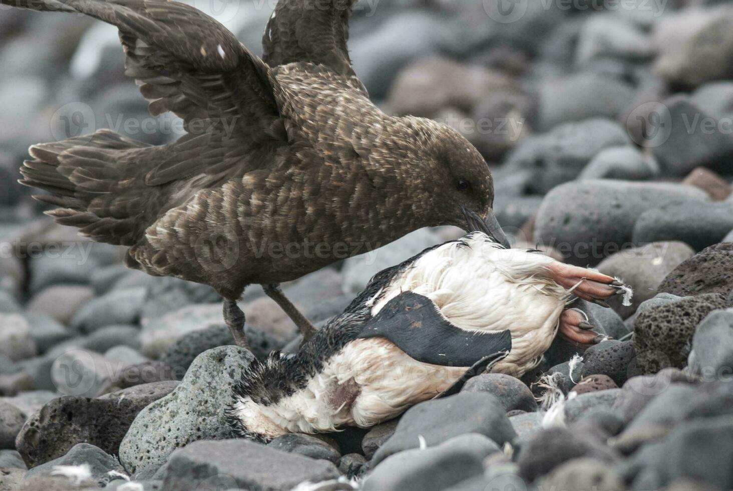 Antartic skua, south polar skua, preying on an adelia penguin, Antartic peninsula photo
