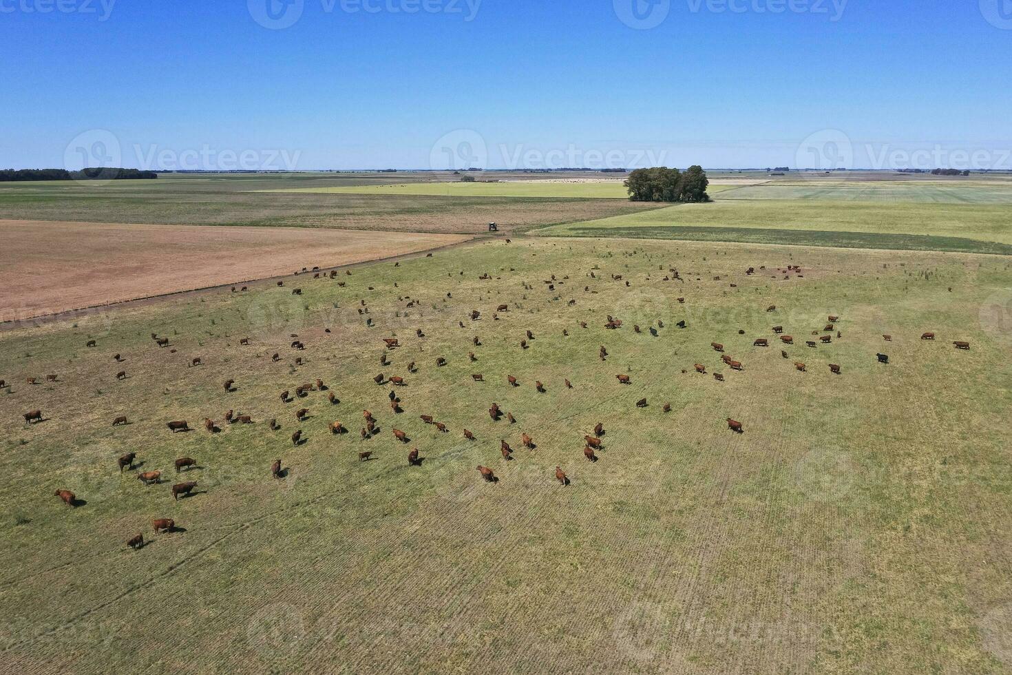 Cattle raising in pampas countryside, La Pampa province, Argentina. photo