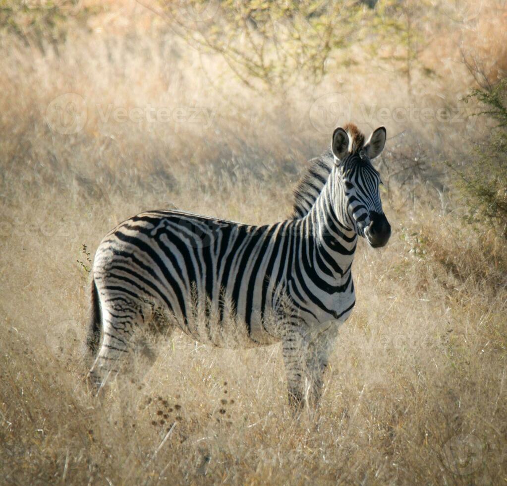 Herd of zebras in the African savannah photo