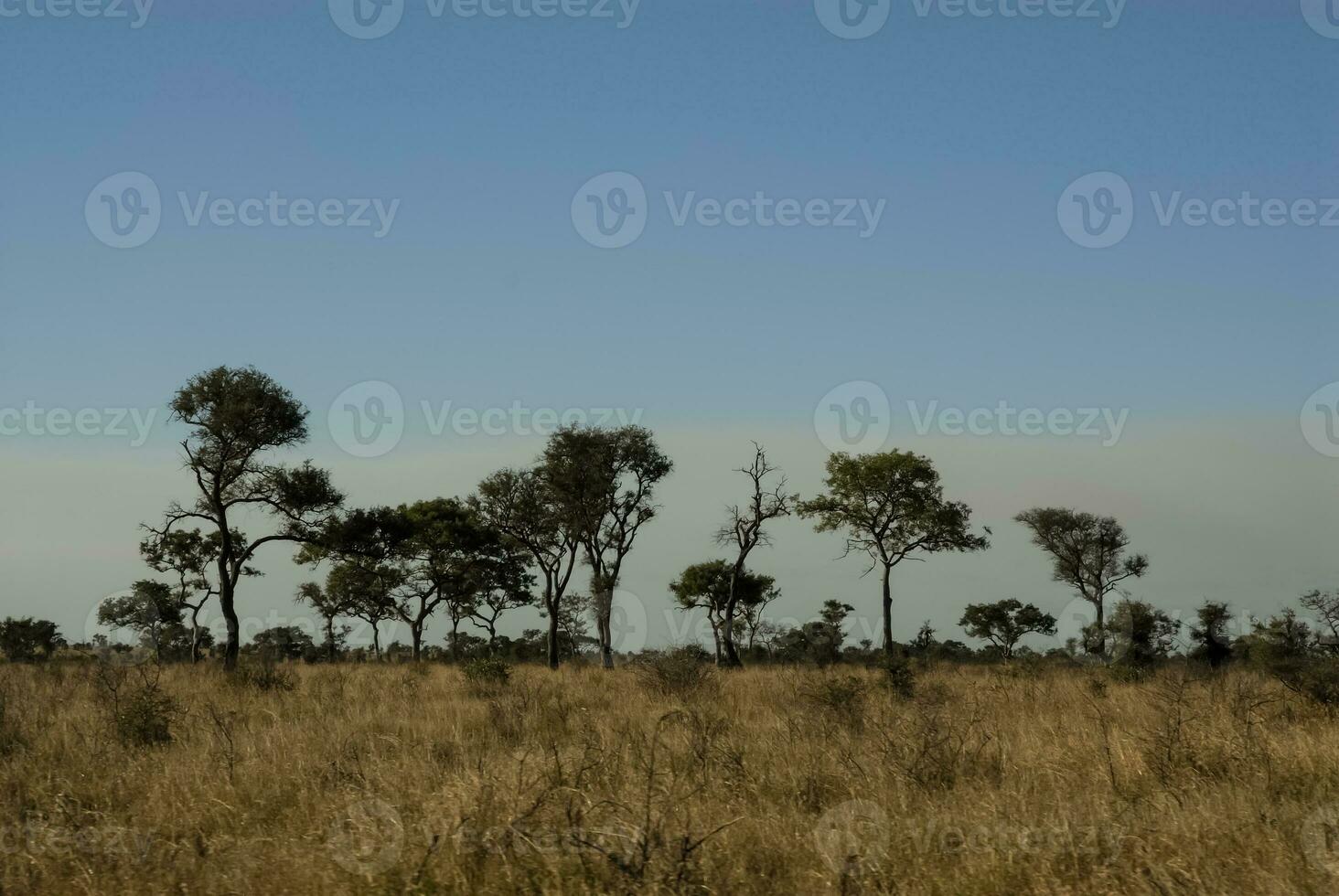 African savannah landscape photo