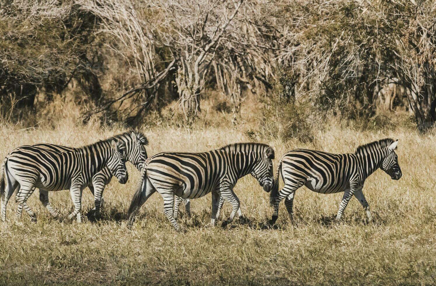 Herd of zebras in the African savannah photo