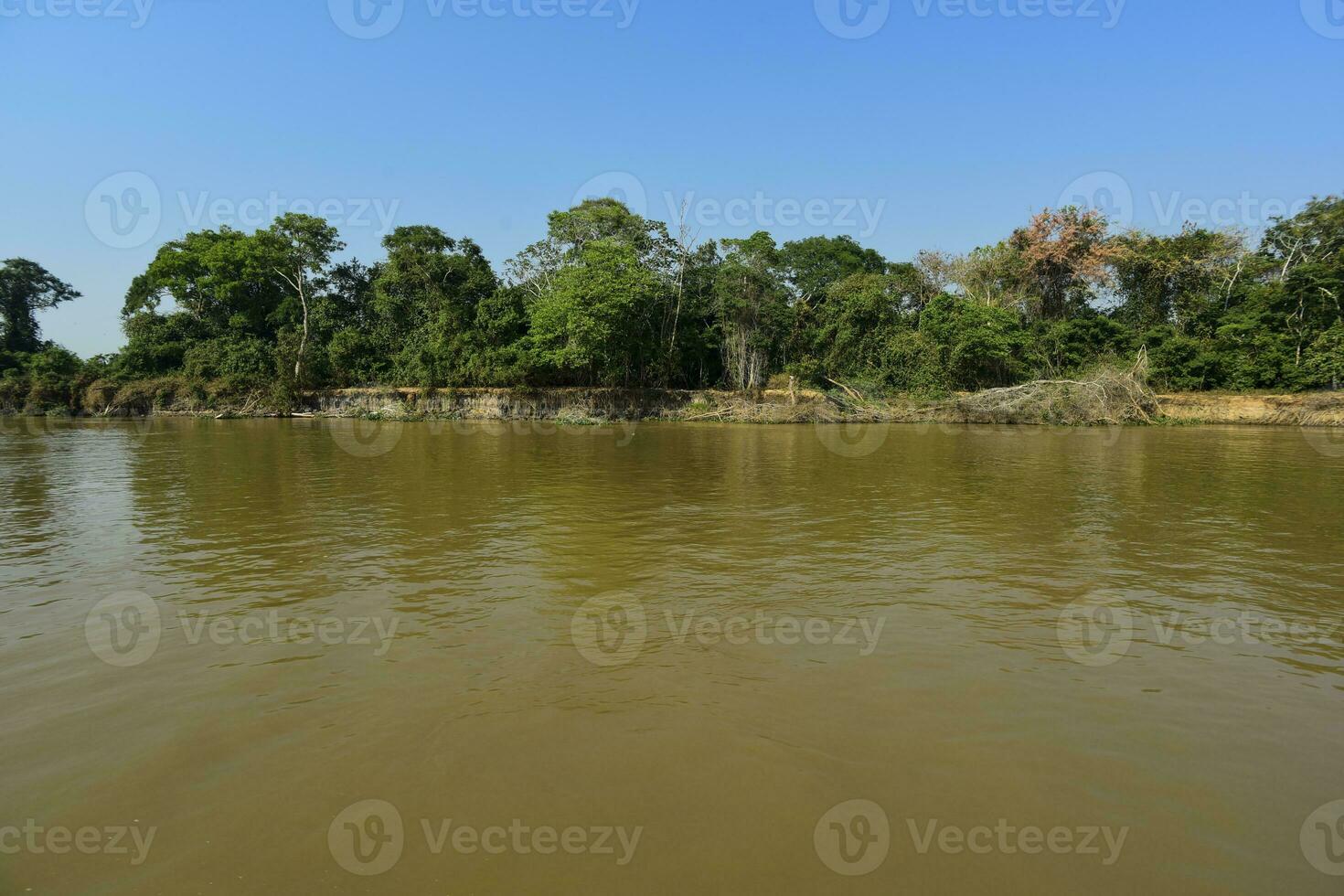 River landscape  and jungle,Pantanal, Brazil photo