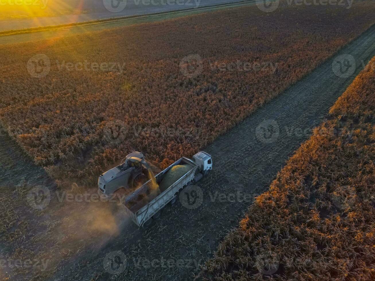 Sorghum harvest, in La Pampa, Argentina photo