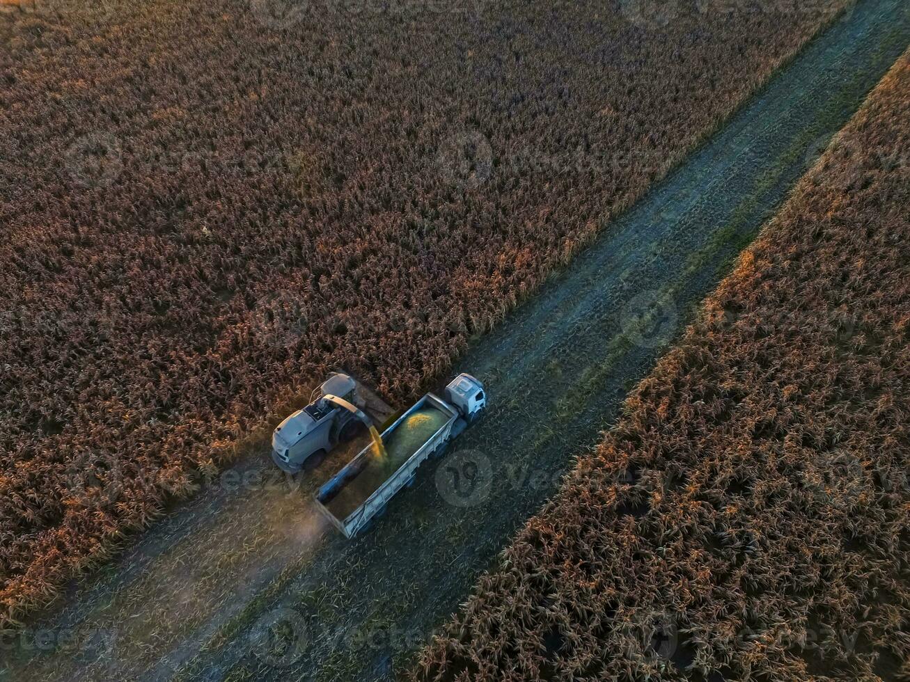 Sorghum harvest, in La Pampa, Argentina photo