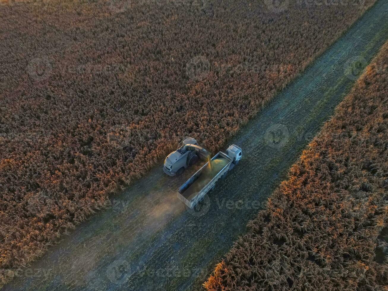 Sorghum harvest, in La Pampa, Argentina photo