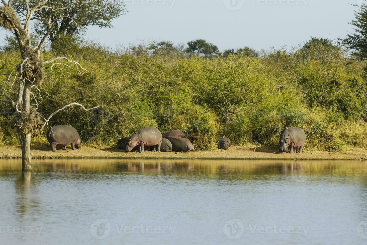 African savannah landscape photo