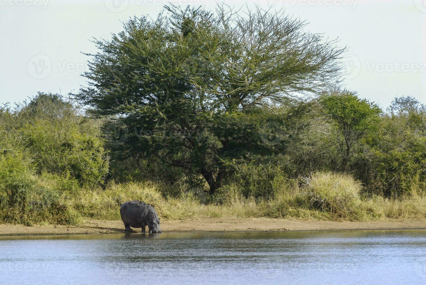 African savannah landscape photo