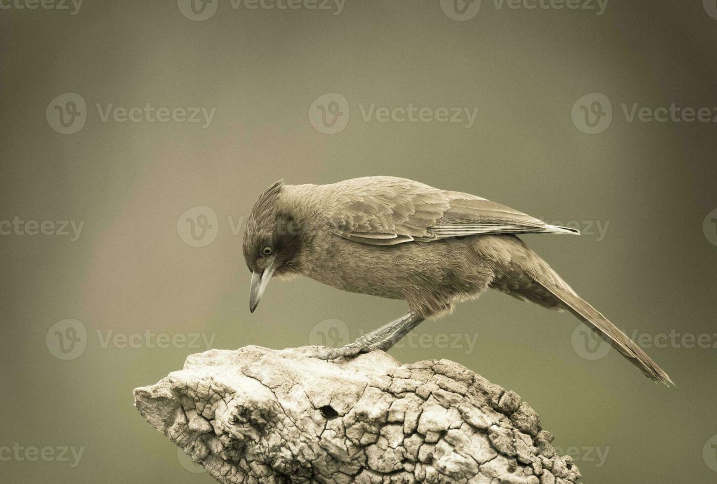 Brown cacholote , Patagonia , Argentina photo