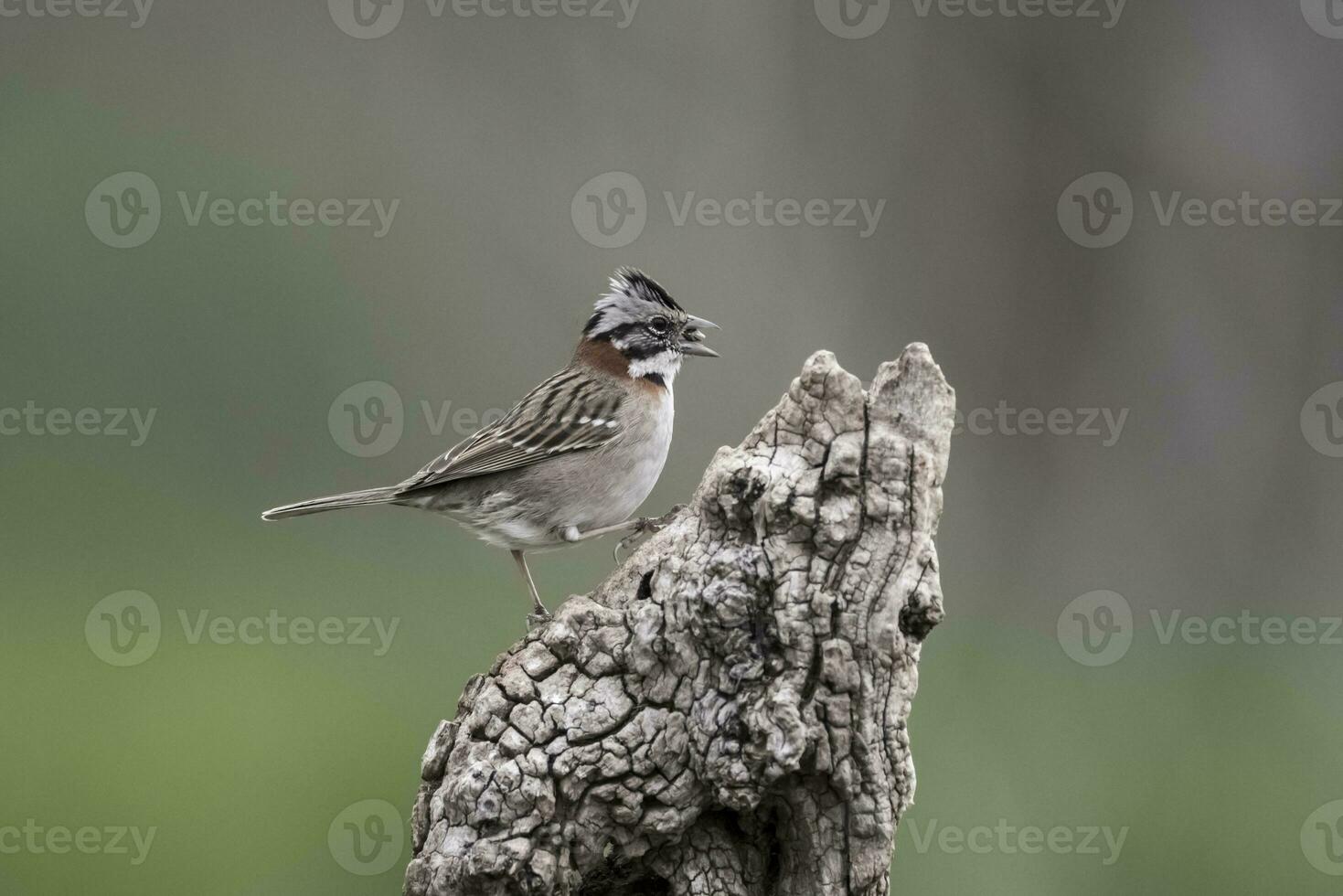 Rufous collared Sparrow, Pampas, Patagonia, Argentina photo