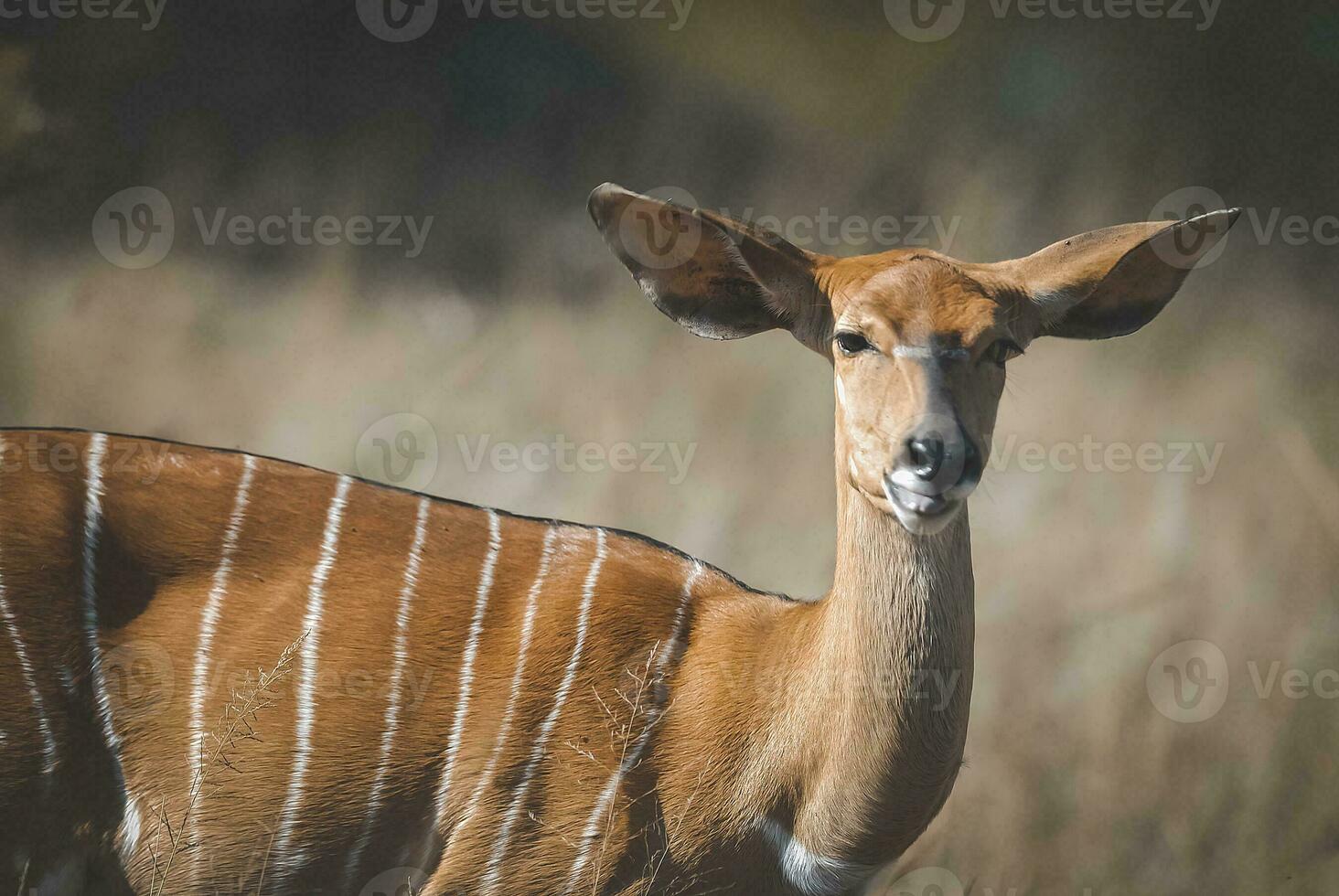 Nyala, South Africa photo