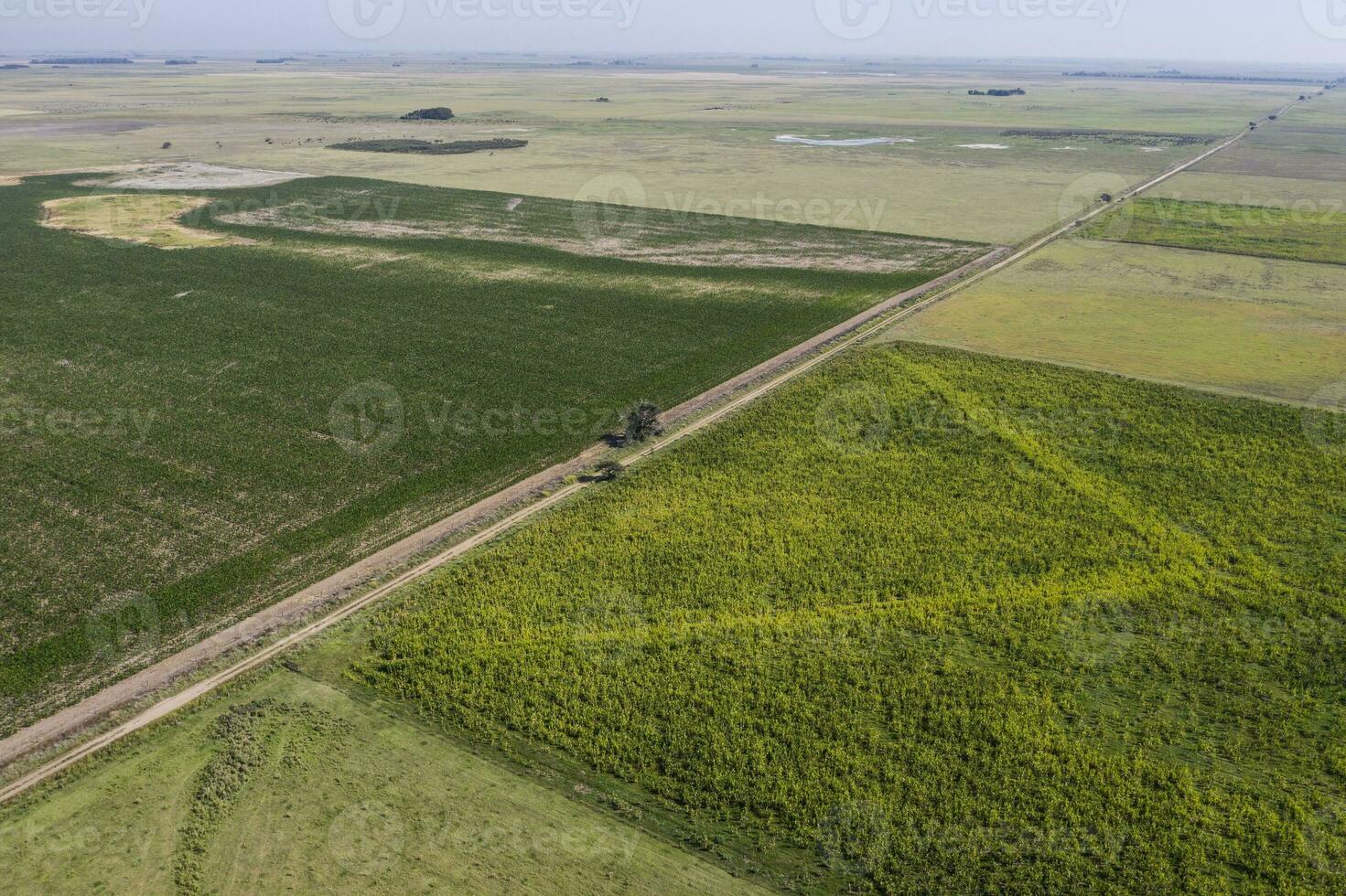 Cultivated fields in the Pampas region, Argentina. photo