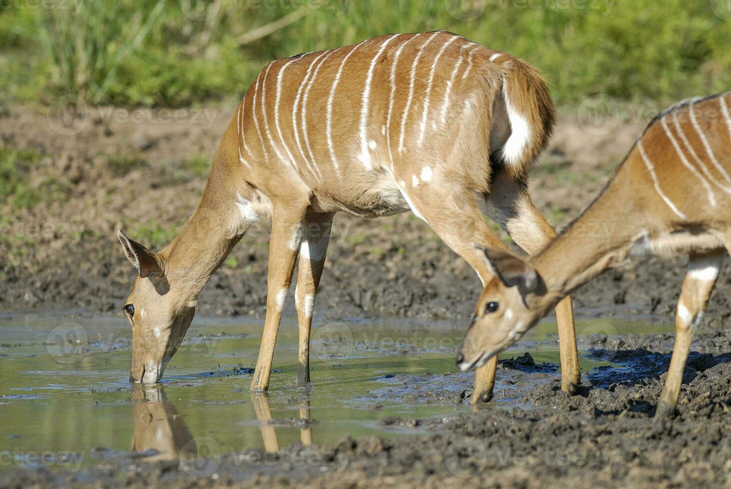 Nyala in African savanna environment, South Africa photo