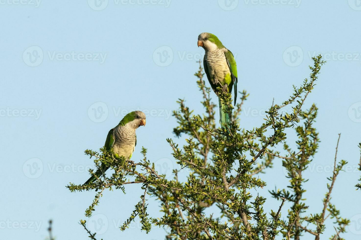 perico encaramado en un rama de caldén , la pampa, Patagonia, argentina foto