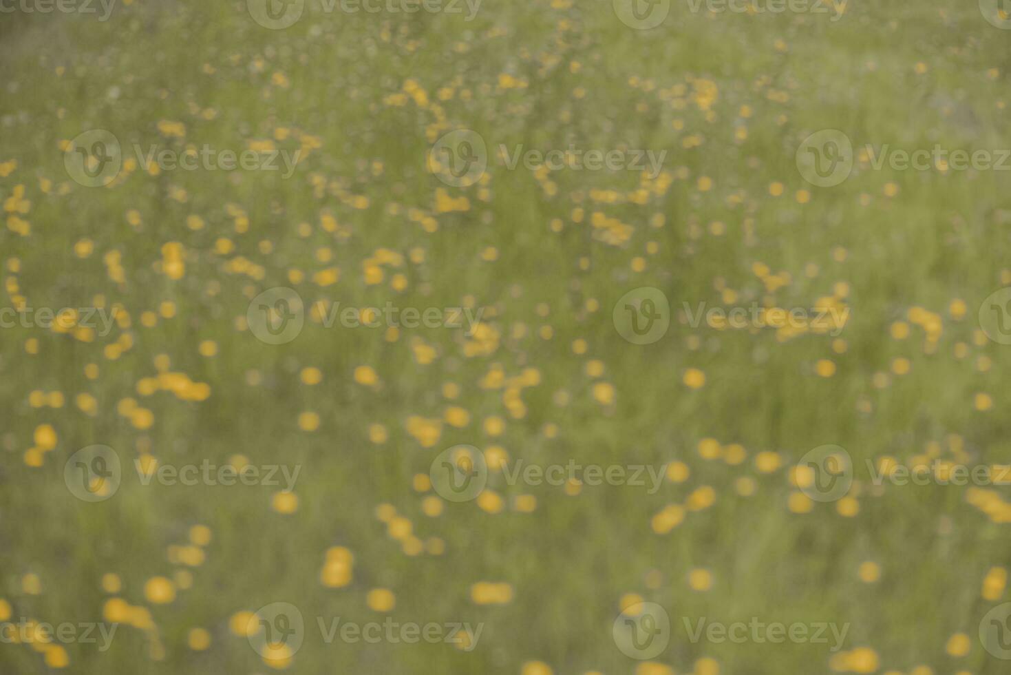 Wild flowers in spring, Patagonia, Argentina photo