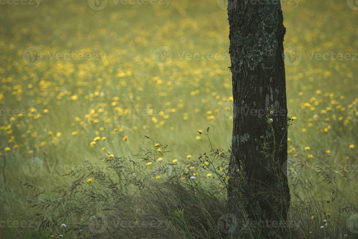 salvaje flores en primavera, Patagonia, argentina foto