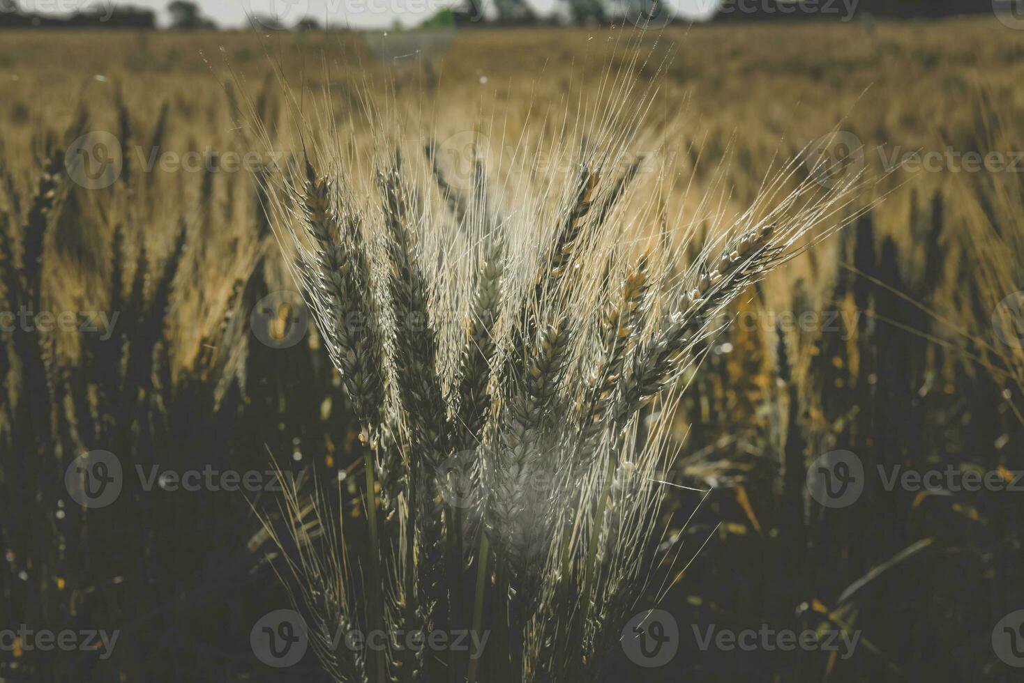 Wheat spikes, in La Pampa, Argentina photo