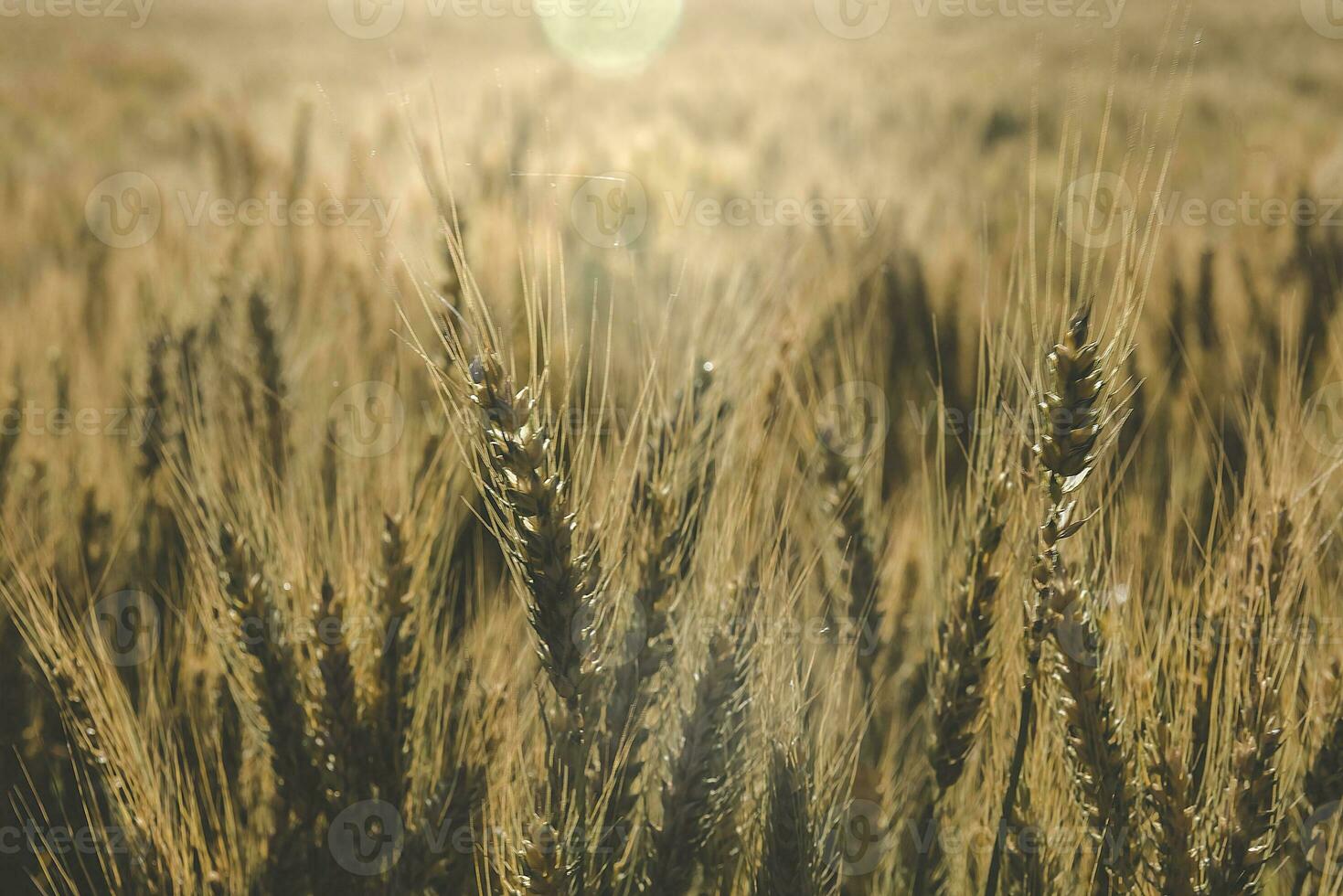 Wheat spikes, in La Pampa, Argentina photo