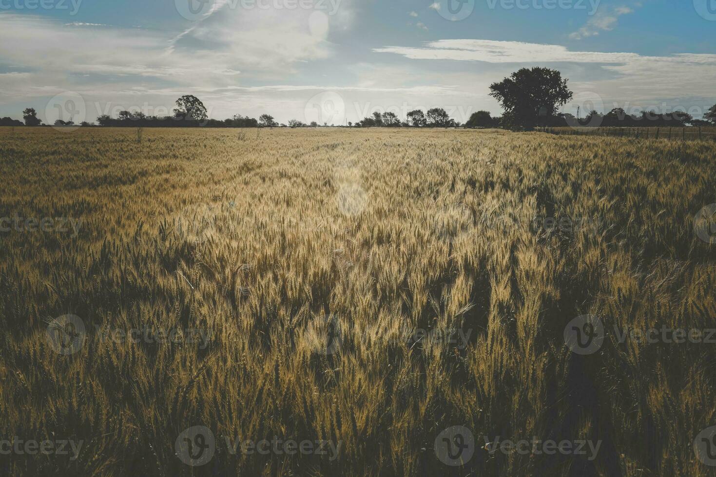 Wheat spikes, in La Pampa, Argentina photo