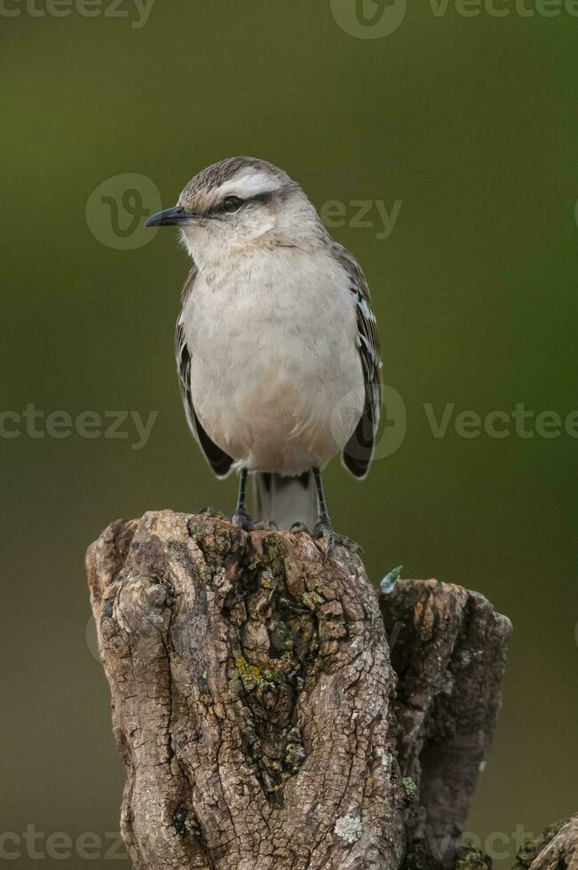 White banded mokingbird in Calden Forest environment, Patagonia forest, Argentina. photo